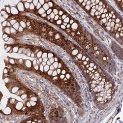Invitrogen Cyclophilin C Polyclonal Antibody 100 &mu;L; Unconjugated:Antibodies,