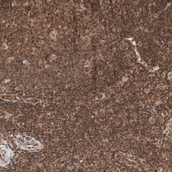 Invitrogen OTUB1 Polyclonal Antibody 100 &mu;L; Unconjugated:Antibodies,