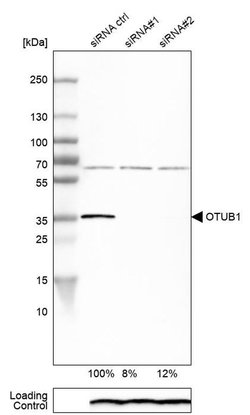 Invitrogen OTUB1 Polyclonal Antibody 100 &mu;L; Unconjugated:Antibodies,