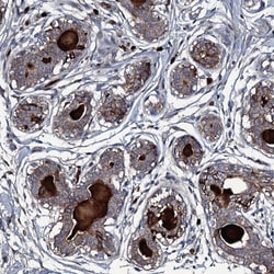 Invitrogen LYG2 Polyclonal Antibody 100 &mu;L; Unconjugated:Antibodies,
