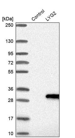 Invitrogen LYG2 Polyclonal Antibody 100 &mu;L; Unconjugated:Antibodies,