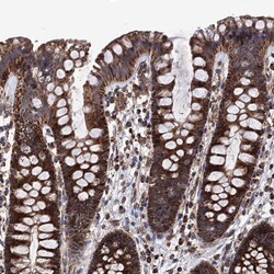 Invitrogen FGFBP2 Polyclonal Antibody 100 &mu;L; Unconjugated:Antibodies,
