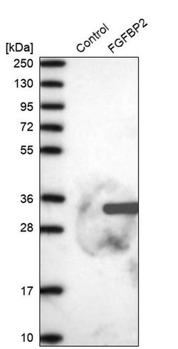 Invitrogen FGFBP2 Polyclonal Antibody 100 &mu;L; Unconjugated:Antibodies,