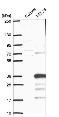 Invitrogen TEX35 Polyclonal Antibody 100 &mu;L; Unconjugated:Antibodies,