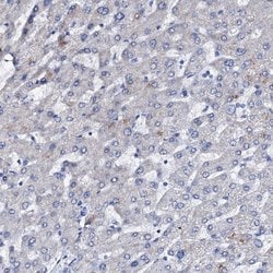 Invitrogen NRIP2 Polyclonal Antibody 100 &mu;L; Unconjugated:Antibodies,