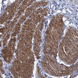 Invitrogen FAM62C Polyclonal Antibody 100 &mu;L; Unconjugated:Antibodies,