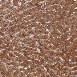 Invitrogen FUOM Polyclonal Antibody 100 &mu;L; Unconjugated:Antibodies,