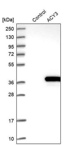 Invitrogen ACY3 Polyclonal Antibody 100 &mu;L; Unconjugated:Antibodies,