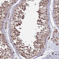 Invitrogen RBMS2 Polyclonal Antibody 100 &mu;L; Unconjugated:Antibodies,