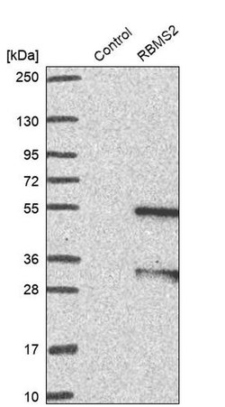 Invitrogen RBMS2 Polyclonal Antibody 100 &mu;L; Unconjugated:Antibodies,