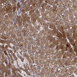 Invitrogen SDS Polyclonal Antibody 100 &mu;L; Unconjugated:Antikroppar