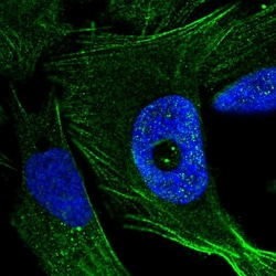 Invitrogen FGD4 Polyclonal Antibody 100 &mu;L; Unconjugated:Antibodies,