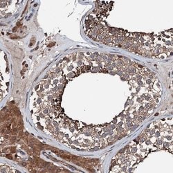 Invitrogen FGD4 Polyclonal Antibody 100 &mu;L; Unconjugated:Antibodies,