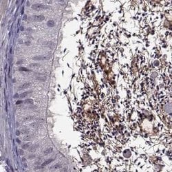 Invitrogen ODF3 Polyclonal Antibody 100 &mu;L; Unconjugated:Antibodies,