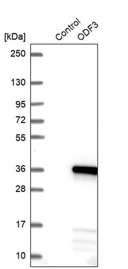 Invitrogen ODF3 Polyclonal Antibody 100 &mu;L; Unconjugated:Antibodies,