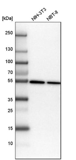 Invitrogen TUBA1A Polyclonal Antibody 100 &mu;L; Unconjugated:Antikörper