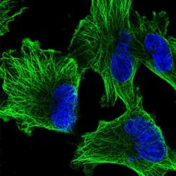 Invitrogen TUBA1A Polyclonal Antibody 100 &mu;L; Unconjugated:Antibodies,