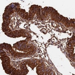 Invitrogen TUBA1A Polyclonal Antibody 100 &mu;L; Unconjugated:Antibodies,