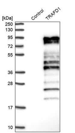 TRAFD1 Rabbit anti-Human, Polyclonal, Invitrogen 100 &mu;L; Unconjugated:Antibodies,