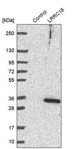 Invitrogen LRRC18 Polyclonal Antibody 100 &mu;L; Unconjugated:Antibodies,