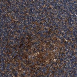 Invitrogen PEX5 Polyclonal Antibody 100 &mu;L; Unconjugated:Antibodies,