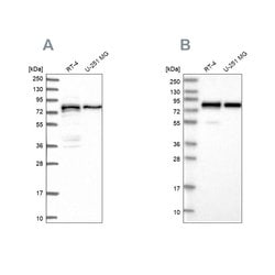 Invitrogen PEX5 Polyclonal Antibody 100 &mu;L; Unconjugated:Antibodies,