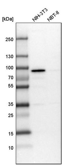 Invitrogen PEX5 Polyclonal Antibody 100 &mu;L; Unconjugated:Antibodies,