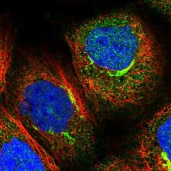 Invitrogen PEX5 Polyclonal Antibody 100 &mu;L; Unconjugated:Antibodies,