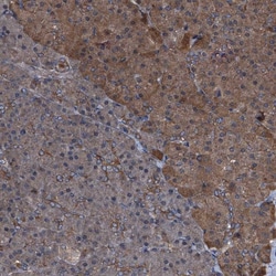 Invitrogen PEX5 Polyclonal Antibody 100 &mu;L; Unconjugated:Antibodies,