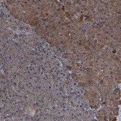 Invitrogen PEX5 Polyclonal Antibody 100 &mu;L; Unconjugated:Antibodies,
