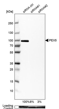 Invitrogen PEX5 Polyclonal Antibody 100 &mu;L; Unconjugated:Antibodies,