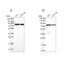 Invitrogen PEX5 Polyclonal Antibody 100 &mu;L; Unconjugated:Antibodies,