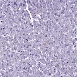 Invitrogen SKA3 Polyclonal Antibody 100 &mu;L; Unconjugated:Antibodies,