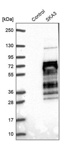 Invitrogen SKA3 Polyclonal Antibody 100 &mu;L; Unconjugated:Antibodies,