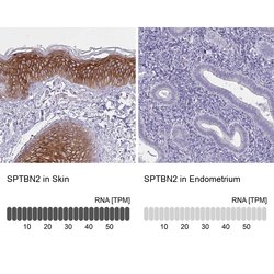 Invitrogen Spectrin beta-3 Polyclonal Antibody 100 &mu;L; Unconjugated:Antibodies,