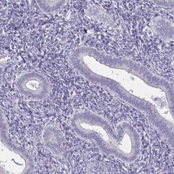 Invitrogen Spectrin beta-3 Polyclonal Antibody 100 &mu;L; Unconjugated:Antibodies,