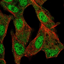 Invitrogen ISM2 Polyclonal Antibody 100 &mu;L; Unconjugated:Antibodies,