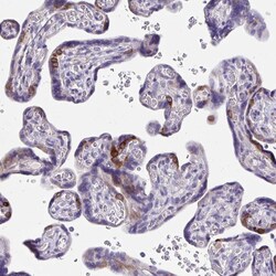 Invitrogen ISM2 Polyclonal Antibody 100 &mu;L; Unconjugated:Antibodies,
