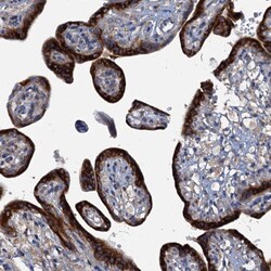 Invitrogen KDELC2 Polyclonal Antibody 100 &mu;L; Unconjugated:Antibodies,