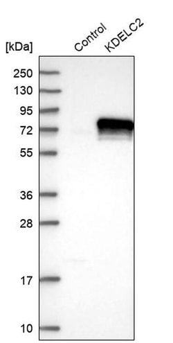 Invitrogen KDELC2 Polyclonal Antibody 100 &mu;L; Unconjugated:Antibodies,