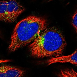 Invitrogen APLP2 Polyclonal Antibody 100 &mu;L; Unconjugated:Antibodies,