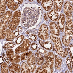 Invitrogen APLP2 Polyclonal Antibody 100 &mu;L; Unconjugated:Antibodies,