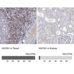 Invitrogen HVCN1 Polyclonal Antibody 100 &mu;L; Unconjugated:Antibodies,