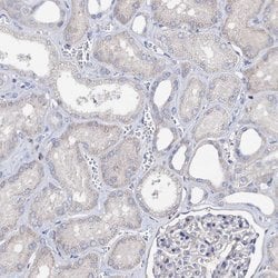 Invitrogen HVCN1 Polyclonal Antibody 100 &mu;L; Unconjugated:Antibodies,