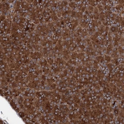 Invitrogen RNF214 Polyclonal Antibody 100 &mu;L; Unconjugated:Antibodies,