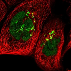 Invitrogen POLR1D Polyclonal Antibody 100 &mu;L; Unconjugated:Antibodies,