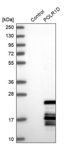 Invitrogen POLR1D Polyclonal Antibody 100 &mu;L; Unconjugated:Antibodies,