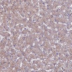 Invitrogen USPL1 Polyclonal Antibody 100 &mu;L; Unconjugated:Antibodies,
