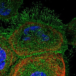 Invitrogen DCUN1D2 Polyclonal Antibody 100 &mu;L; Unconjugated:Antibodies,
