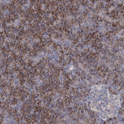 Invitrogen DCUN1D2 Polyclonal Antibody 100 &mu;L; Unconjugated:Antibodies,
